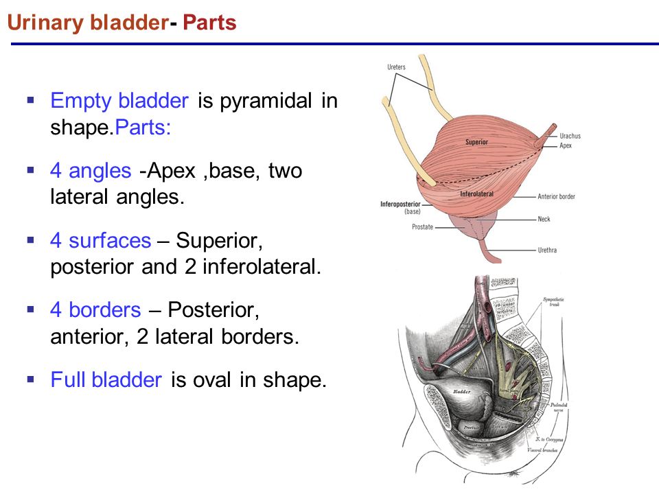 True And False Ligaments Of Urinary Bladder Navigatorfasr